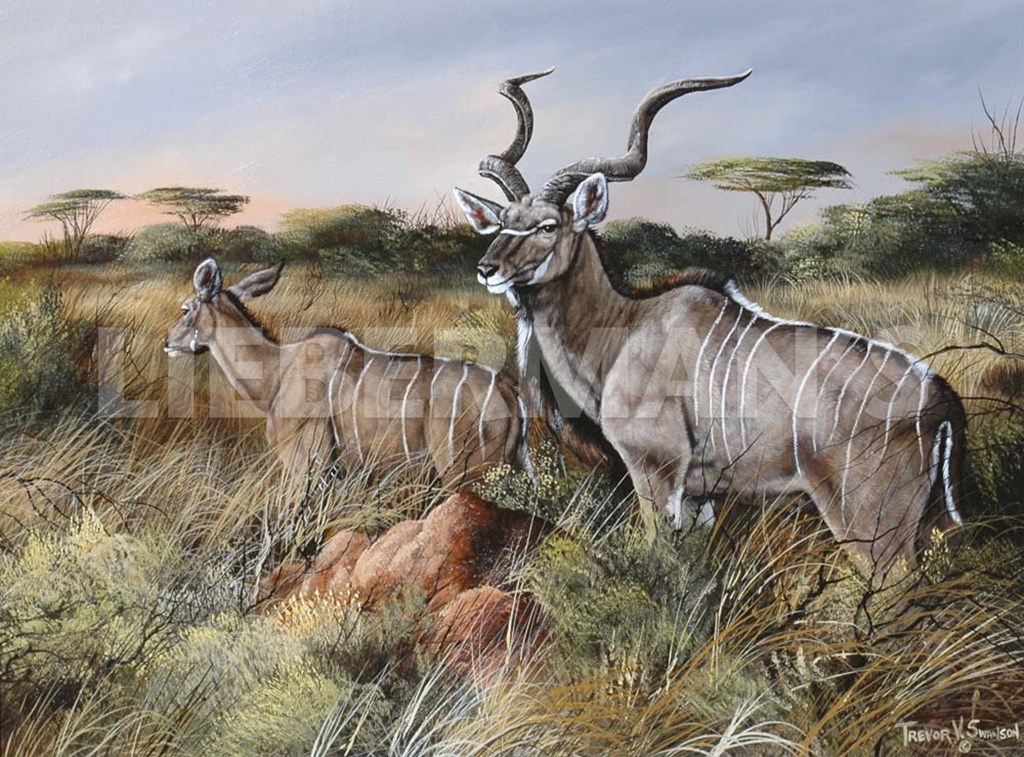 A Brief Look Back - Greater Kudu - Art Prints