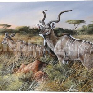 A Brief Look Back - Greater Kudu - 24" x 18" Gallery Wrapped Canvas