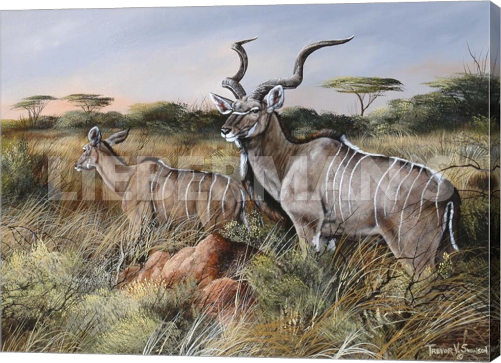 A Brief Look Back - Greater Kudu - 24" x 18" Gallery Wrapped Canvas