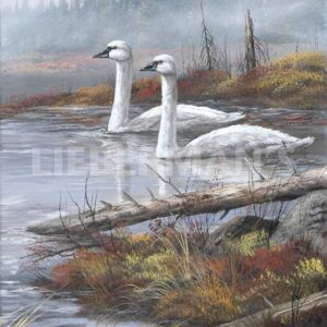 A Quiet Passby - Trumpeter Swans - Art Prints