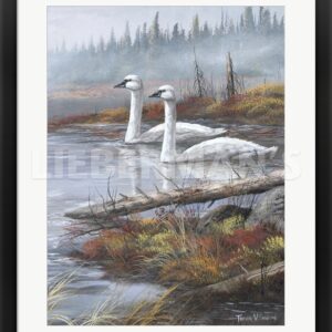 A Quiet Passby - Trumpeter Swans - 25" x 31" Framed Art Print