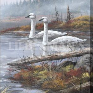A Quiet Passby - Trumpeter Swans - 18" x 24" Gallery Wrapped Canvas