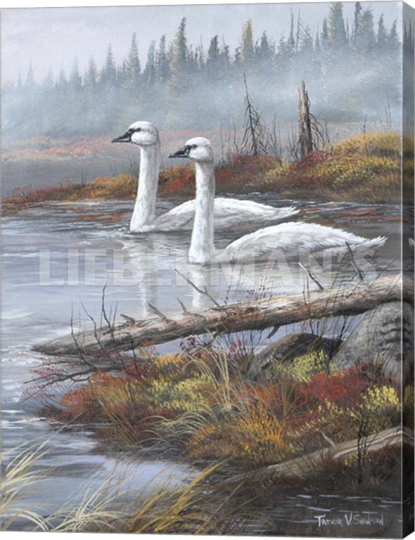 A Quiet Passby - Trumpeter Swans - 18" x 24" Gallery Wrapped Canvas