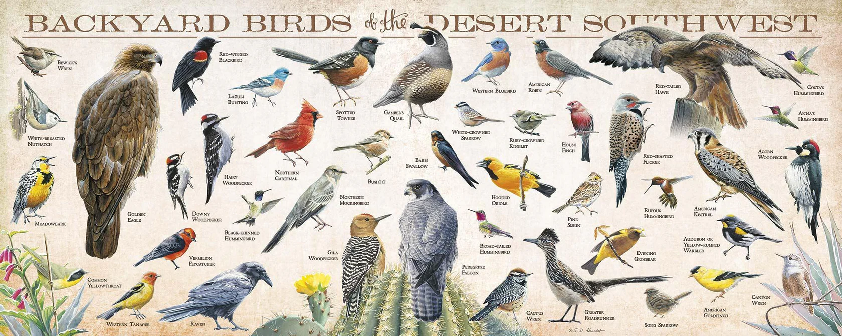 Backyard Birds of the Desert Southwest - 12" x 30" Wood Sign