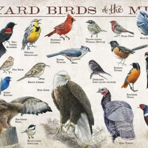 Backyard Birds of the Midwest - 12" x 30" Wood Sign
