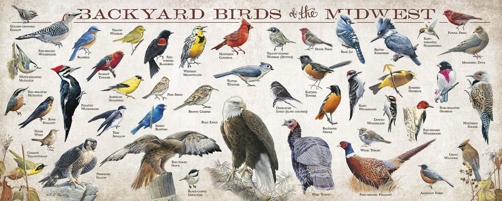 Backyard Birds of the Midwest - 12" x 30" Wood Sign