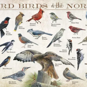 Backyard Birds of the Northeast - 12" x 30" Wood Sign