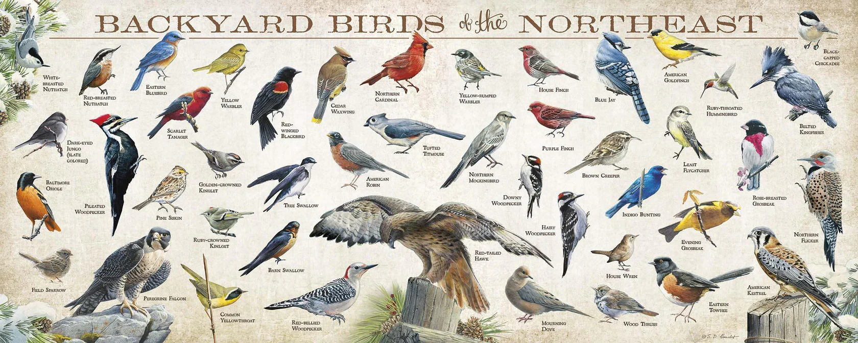 Backyard Birds of the Northeast - 12" x 30" Wood Sign
