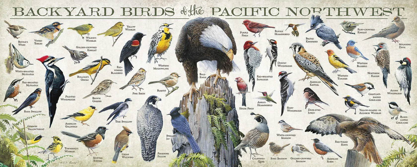 Backyard Birds of the Pacific Northwest - 12" x 30" Wood Sign
