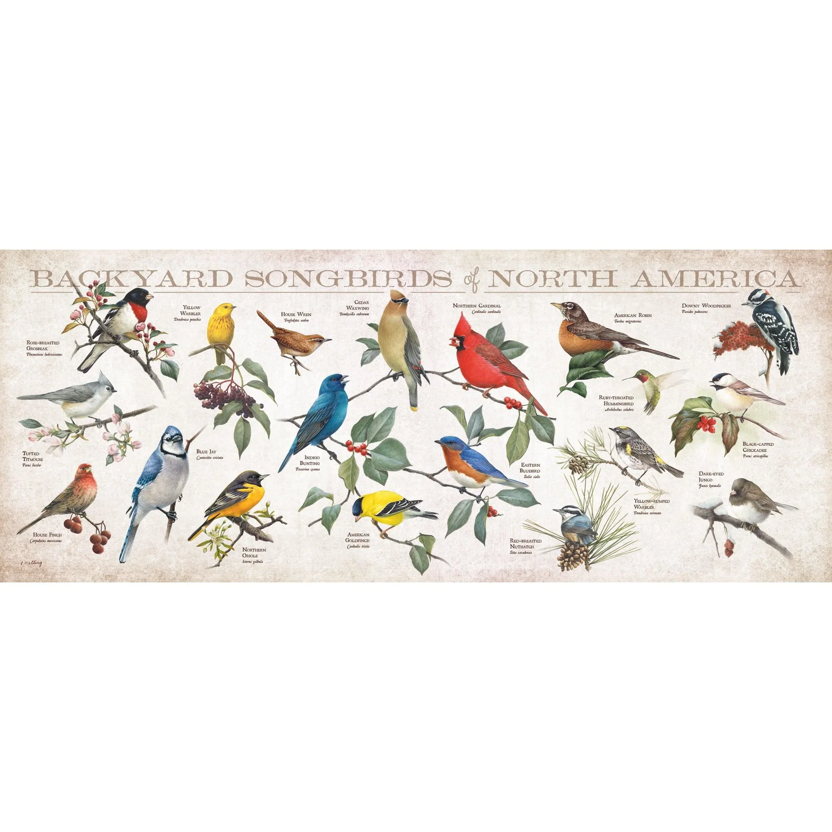 Backyard Songbirds of North America - 12" x 30" Wood Sign