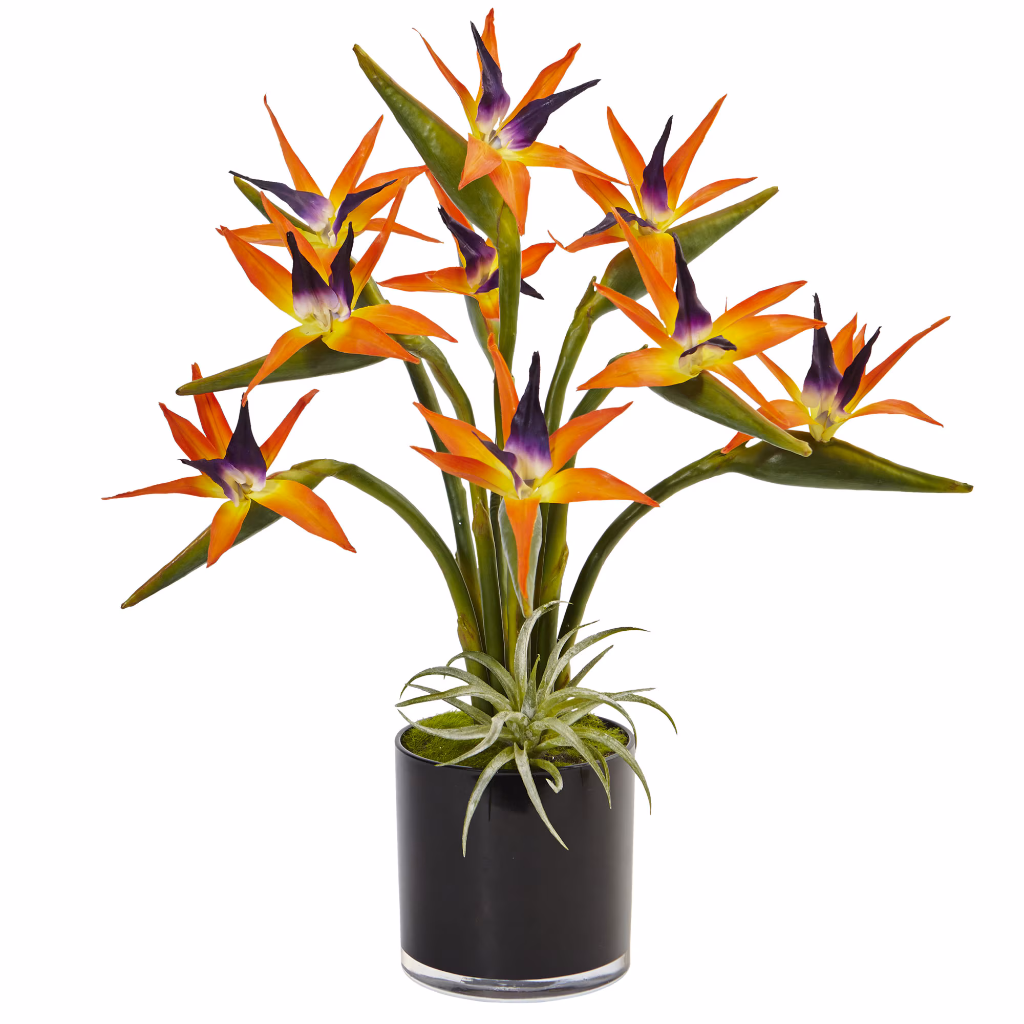 Bird of Paradise in Black Glossy Cylinder