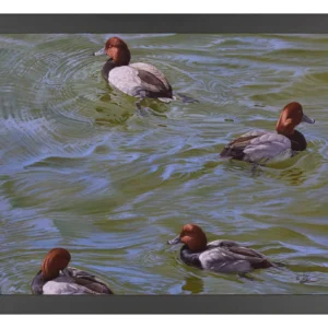 Black and Red on Green - Redhead Ducks - 11″ x 14″ Art Print