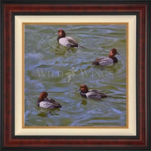 Black and Red on Green - Redhead Ducks - Limited Edition Canvas