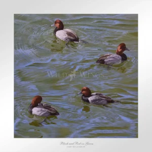 Black and Red on Green - Redhead Ducks - Limited Edition Paper