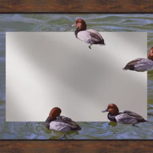 Black and Red on Green - Redhead Ducks - 16" x 24" Mirror Framed Barnwood