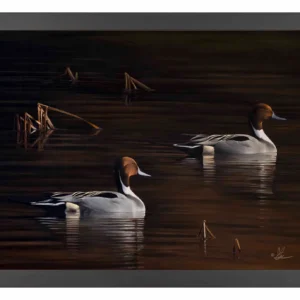 Chasing the Setting Sun - Northern Pintail - 11″ x 14″ Art Print