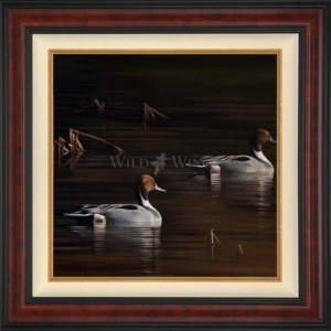 Chasing the Setting Sun - Northern Pintail - Limited Edition Canvas