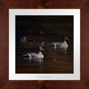 Chasing the Setting Sun - Northern Pintail - Limited Edition Paper