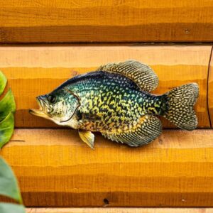 14 Inch OM 2D Crappie Replica Art