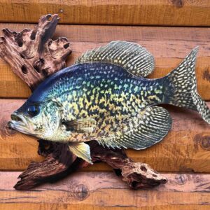 18 Inch Crappie Replica Driftwood Scene