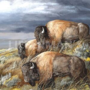 Distant Thunder - Bison - Art Prints