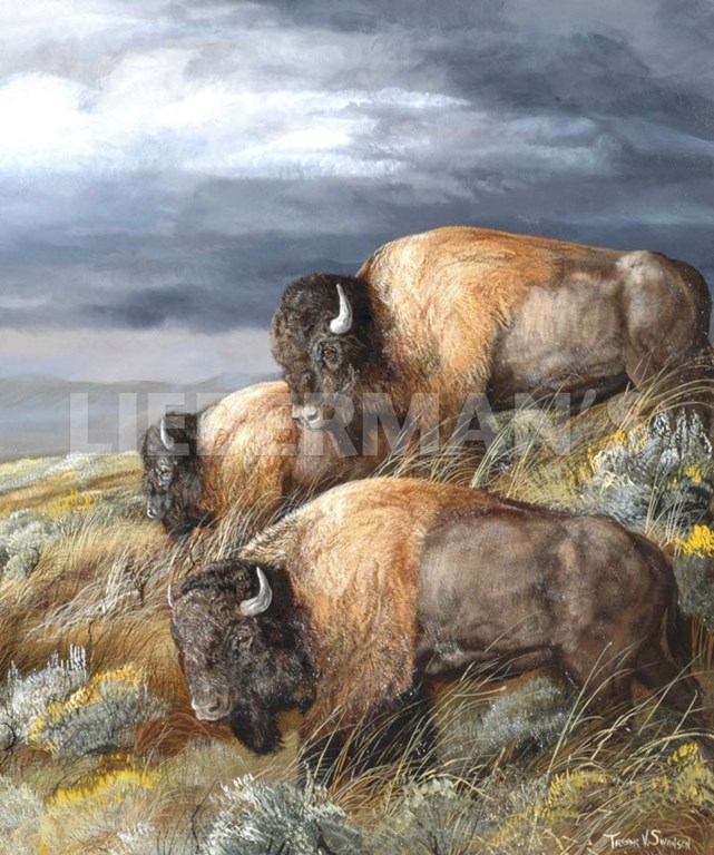 Distant Thunder - Bison - Art Prints