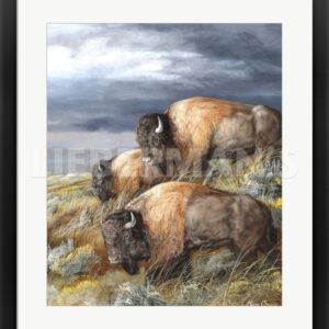 Distant Thunder - Bison - 25" x 28" Framed Art Print