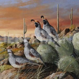 Double Date - Gambel’s Quail - Art Prints