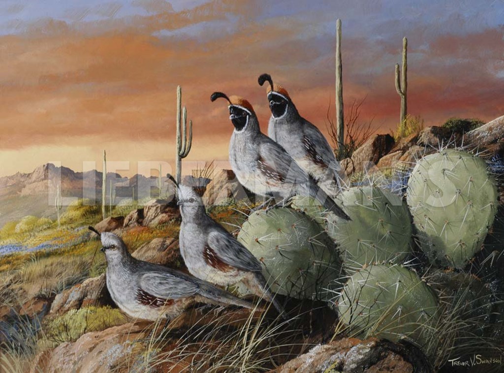 Double Date - Gambel’s Quail - Art Prints