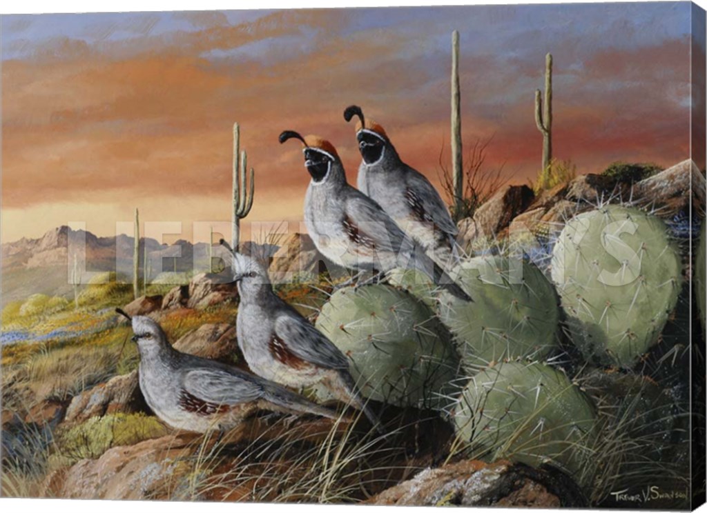 Double Date - Gambel’s Quail - 24″ x 18″ Gallery Wrapped Canvas