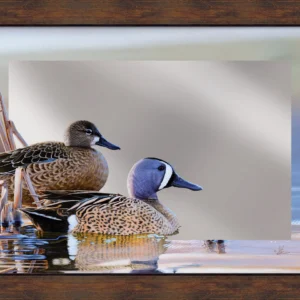 Early Morning Blues - Blue-winged Teal - 16" x 24" Mirror Framed Barnwood