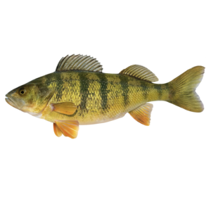 14 Inch Perch Fish Art Replica