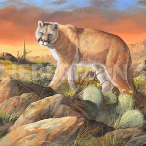 Sonoran King - Cougar - Art Prints