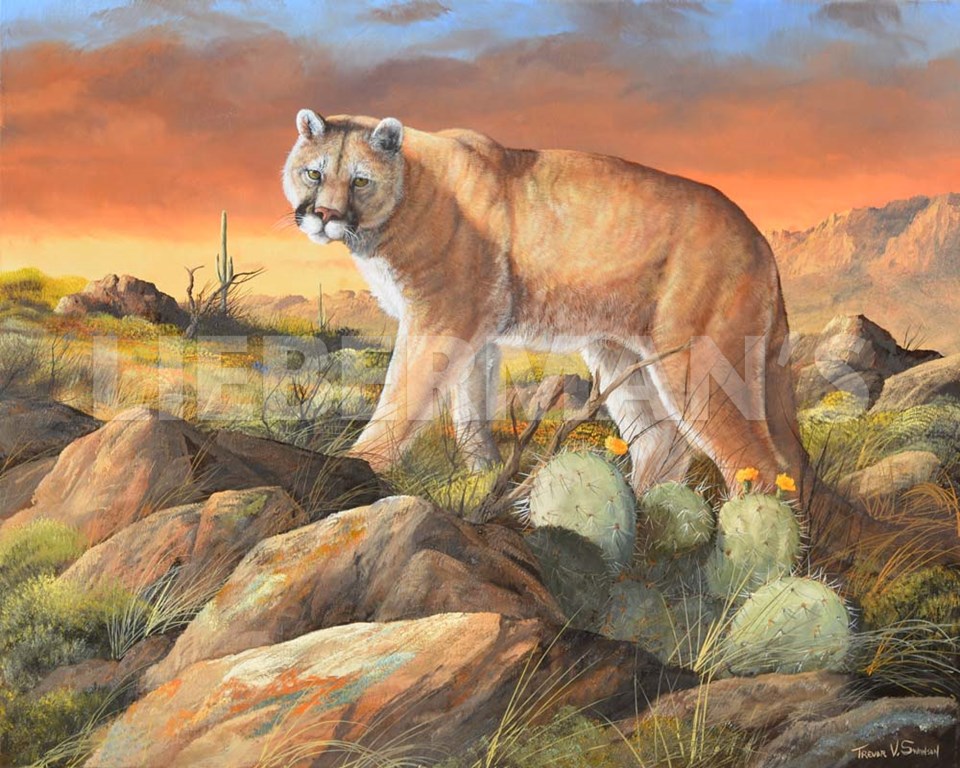 Sonoran King - Cougar - Art Prints