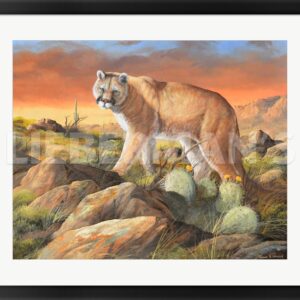 Sonoran King - Cougar - 31" x 26" Framed Art Print