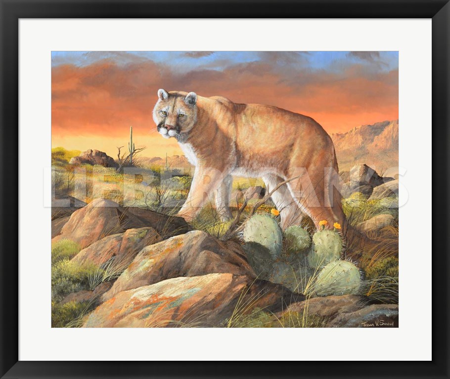 Sonoran King - Cougar - 31" x 26" Framed Art Print