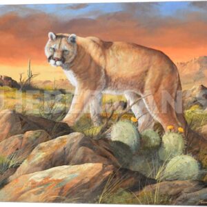 Sonoran King - Cougar - 24" x 19" Gallery Wrapped Canvas