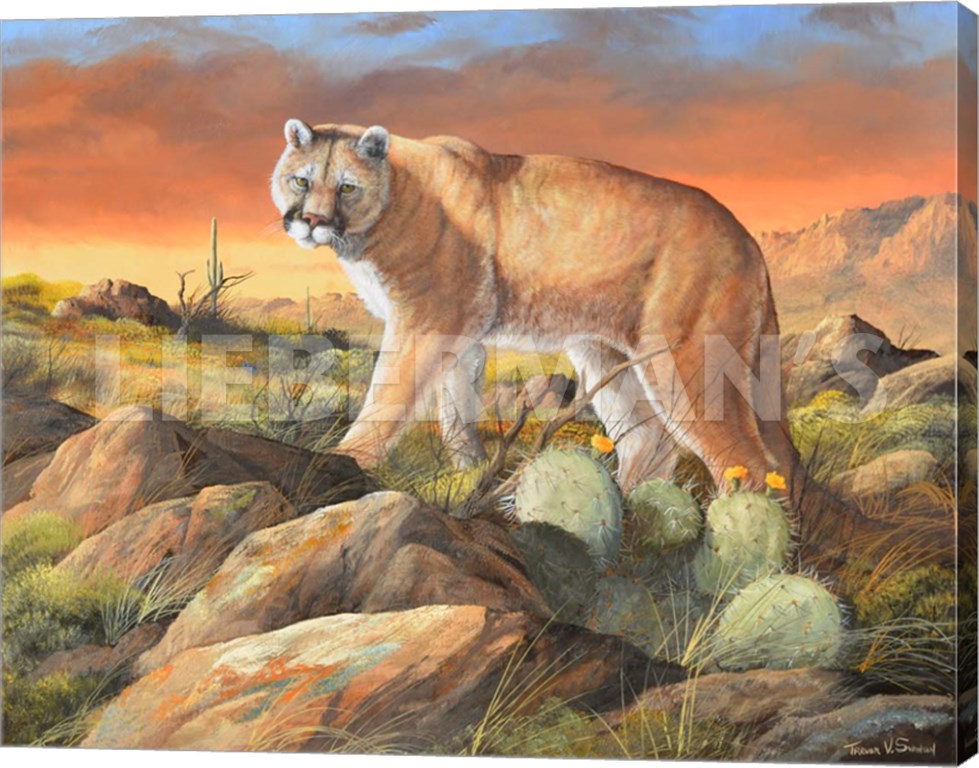 Sonoran King - Cougar - 24" x 19" Gallery Wrapped Canvas