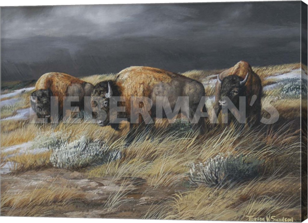Storm Remnants - Bison - 24″ x 18″ Gallery Wrapped Canvas