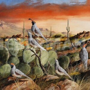 Sunset in Spring - Gambel’s Quail - Art Prints