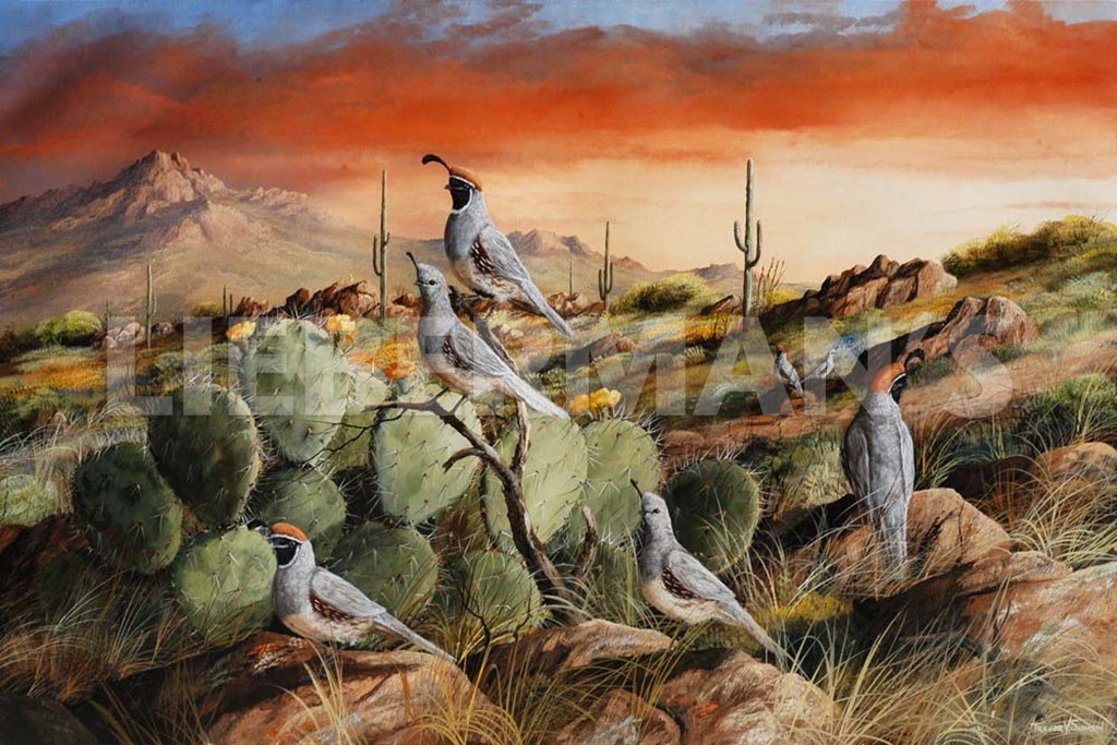 Sunset in Spring - Gambel’s Quail - Art Prints