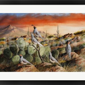 Sunset in Spring - Gambel’s Quail - 31″ x 23″ Framed Art Print