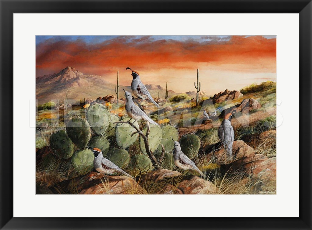 Sunset in Spring - Gambel’s Quail - 31″ x 23″ Framed Art Print