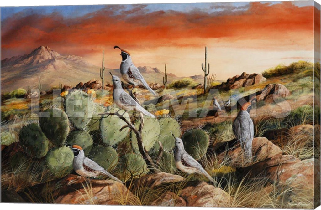Sunset in Spring - Gambel’s Quail - 24" x 16" Gallery Wrapped Canvas