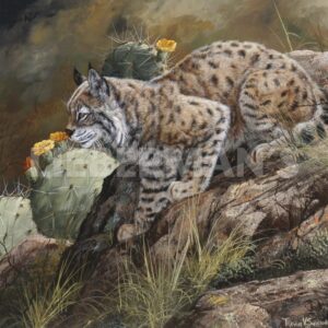 Wild Cat - Lynx - Art Prints