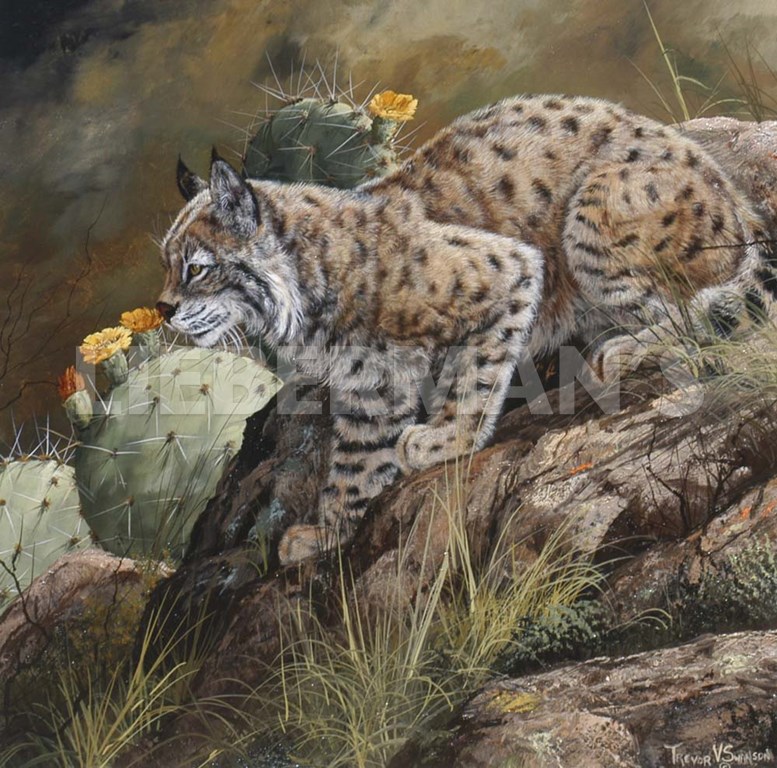 Wild Cat - Lynx - Art Prints