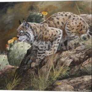 Wild Cat - Lynx - 24″ x 24″ Gallery Wrapped Canvas