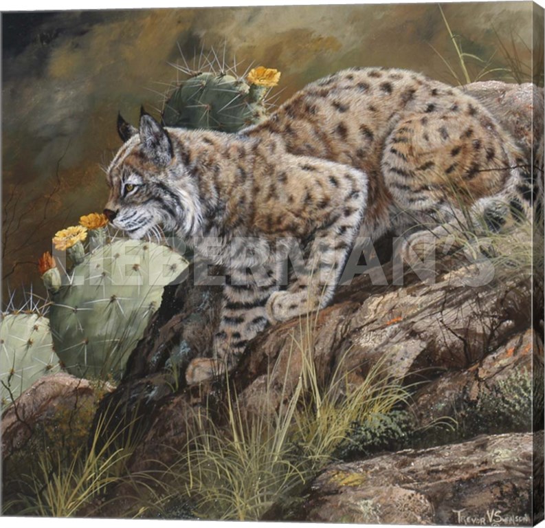 Wild Cat - Lynx - 24″ x 24″ Gallery Wrapped Canvas