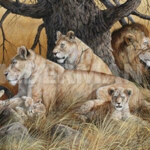 African Family - Lions - Art Prints