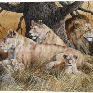 African Family - Lions - 24" x 16" Gallery Wrapped Canvas